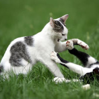 An Overview on Wound Treatment for Cats