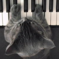 The Most Amazing Cat Piano Player