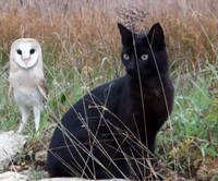 Cat and owl playing – Fum & Gebra – Perfect friendship!