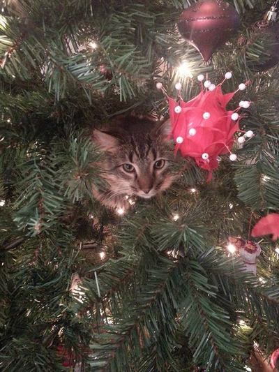 christmas-cat1