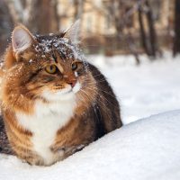 Care Tips for Outdoor Cats in Winter