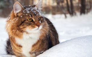 Care Tips for Outdoor Cats in Winter