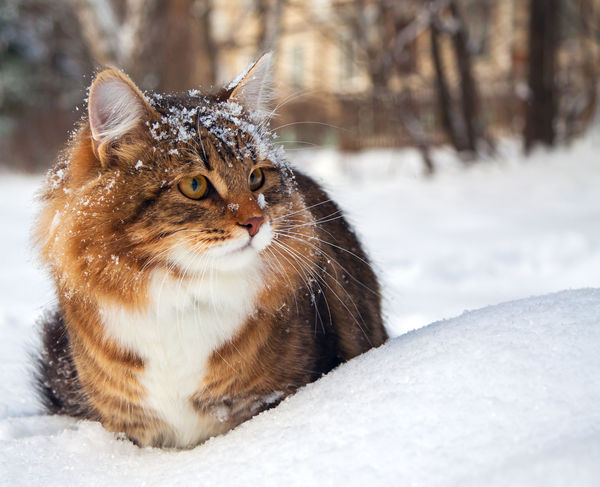 winter cat