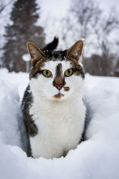 winter_cat1